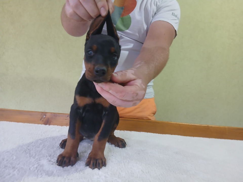 Vrhunski Doberman štenci 6 nedelja stari