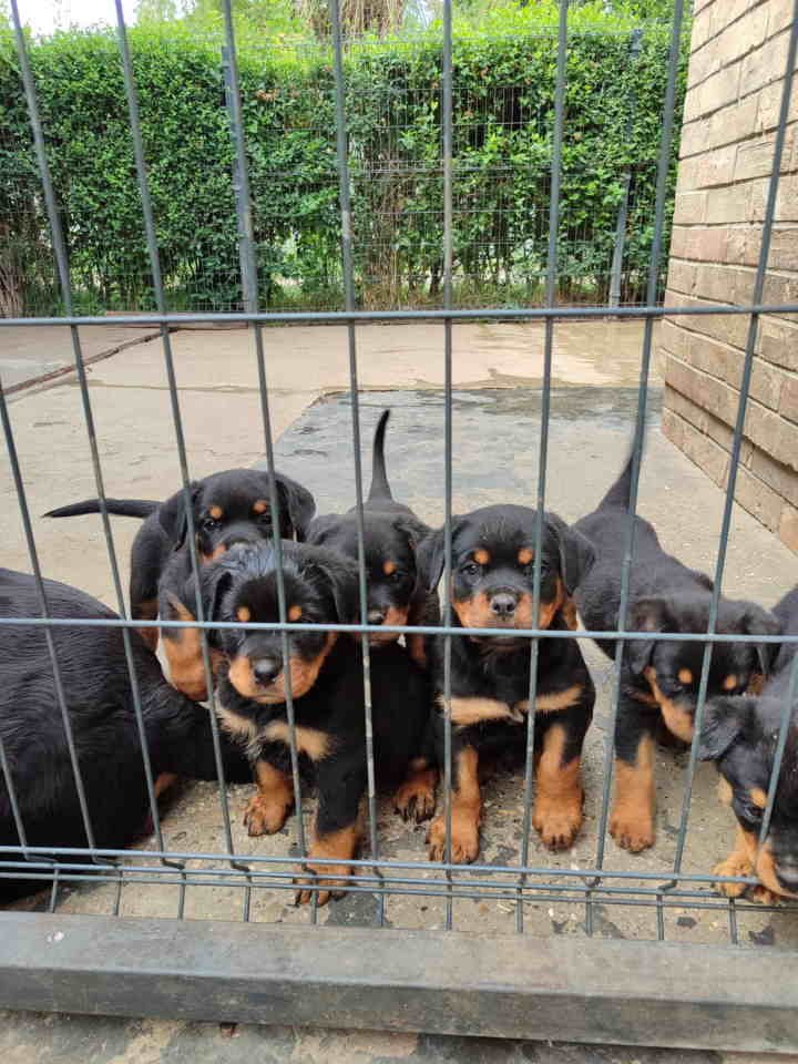 Prelepa štenad Rotvajlera, 2 meseca starosti