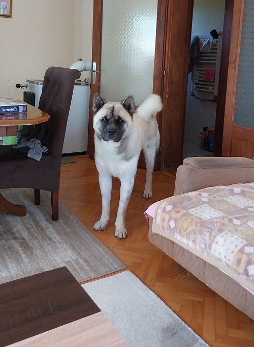 Američka akita, parenje