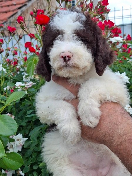 Lagoto Romanjolo (Lagotto Romagnolo)