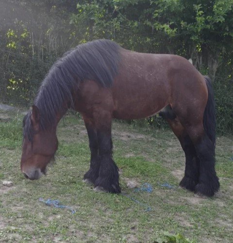 Blegijan Draft Pastuv
