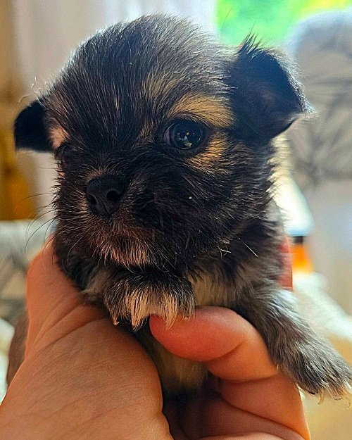 Štenci EKSTRA mini čivave