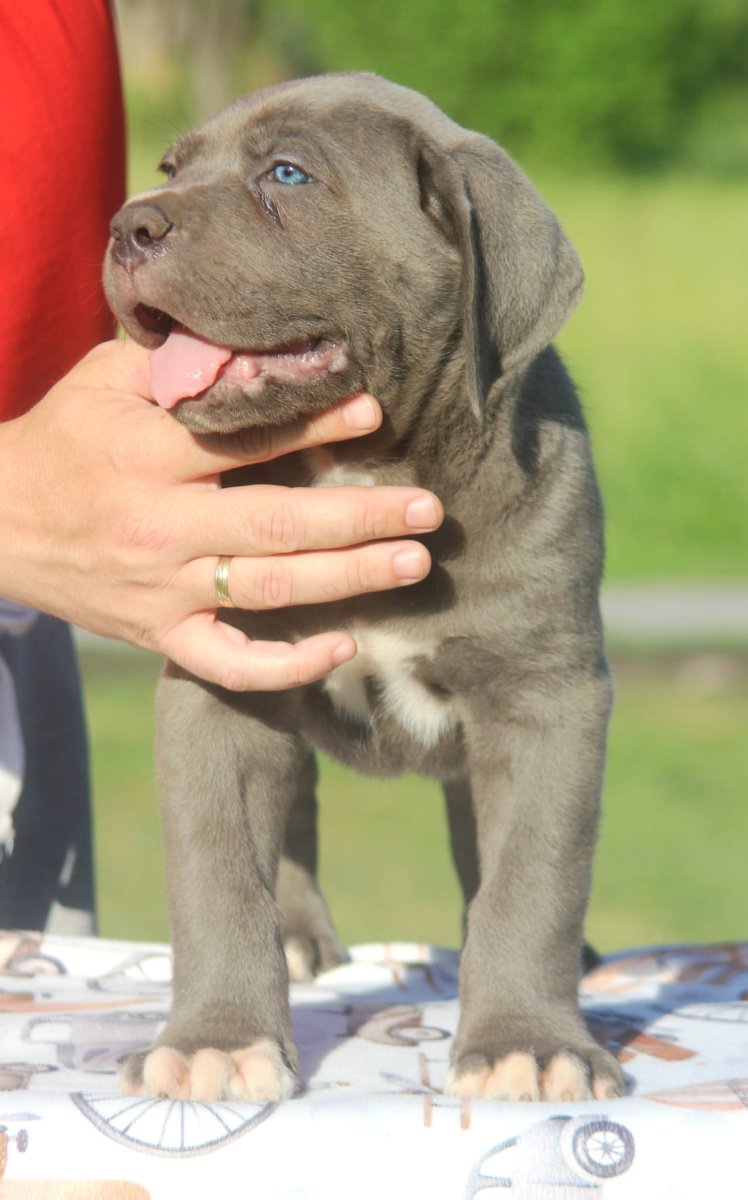 Cane Corso štenci