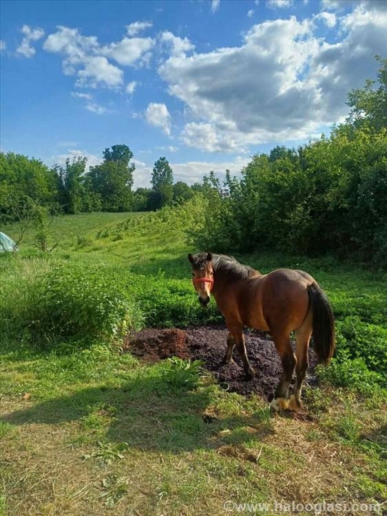 Prodajem pastuva rase bosanski brdski