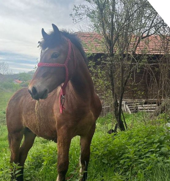 Prodajem pastuva rase bosanski brdski