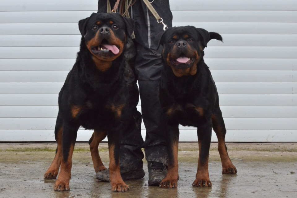 R O T V A J L E R  štenci, spremni za nove domove