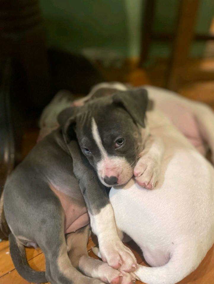 American bully štenci – vrhunski kvalitet