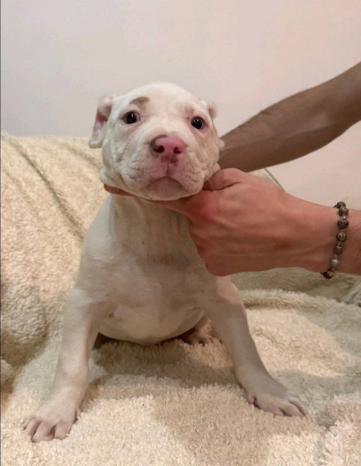American bully štenci – vrhunski kvalitet