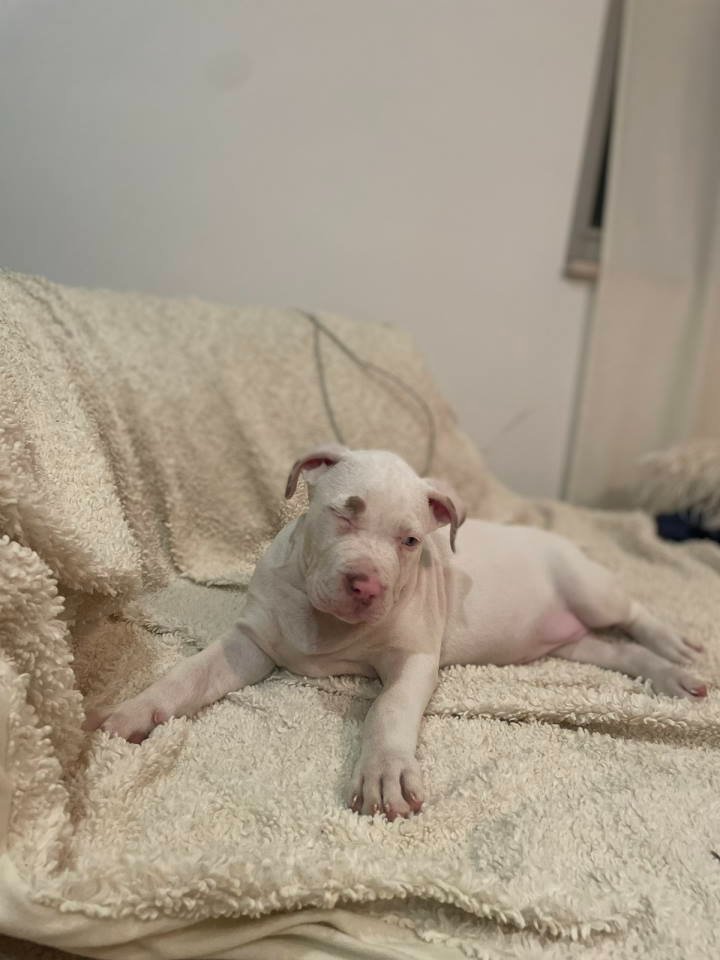 American bully štenci – vrhunski kvalitet