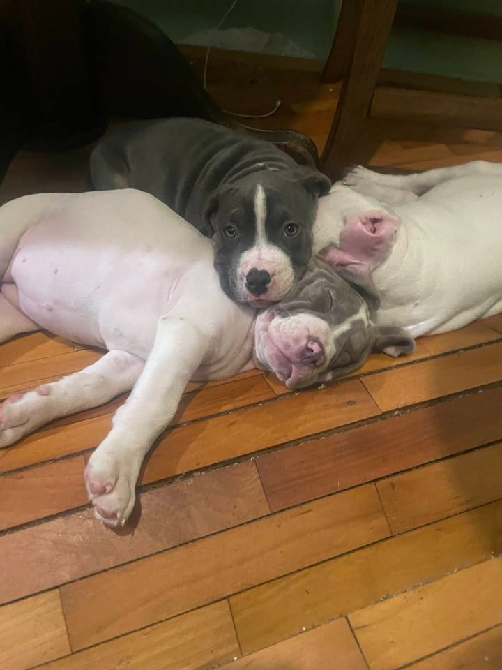 American bully štenci – vrhunski kvalitet