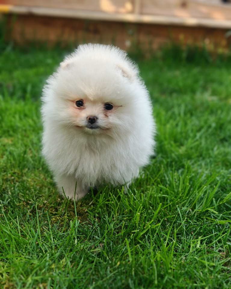 Pomeranski spic