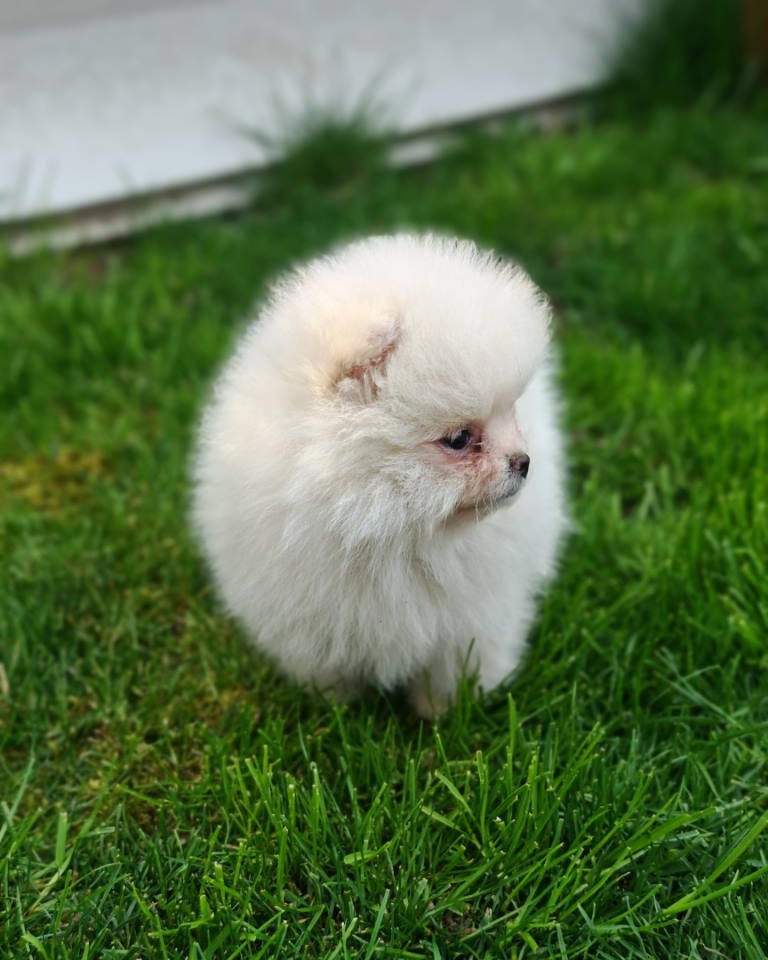 Pomeranski spic