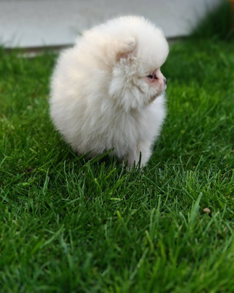 Pomeranski spic