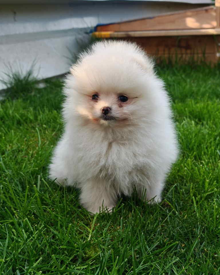 Pomeranski spic
