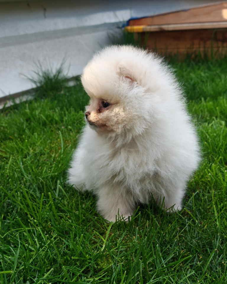 Pomeranski spic
