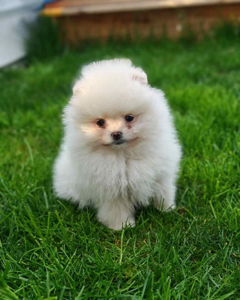Pomeranski spic