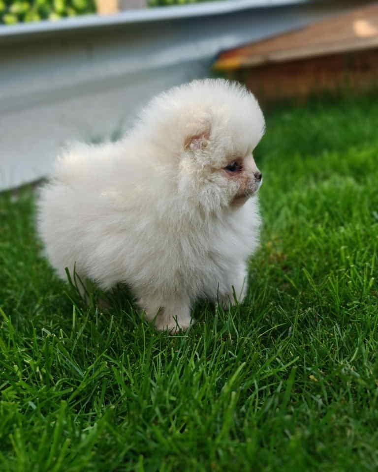 Pomeranski spic