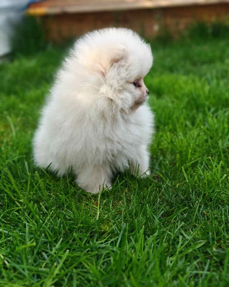 Pomeranski spic