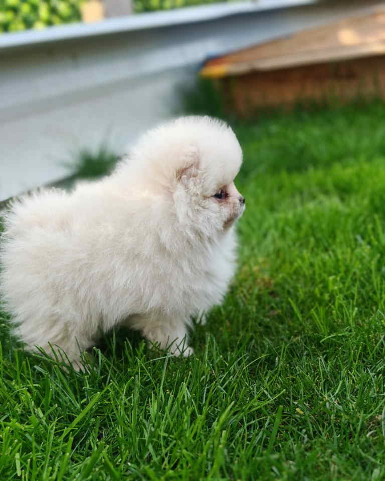 Pomeranski spic