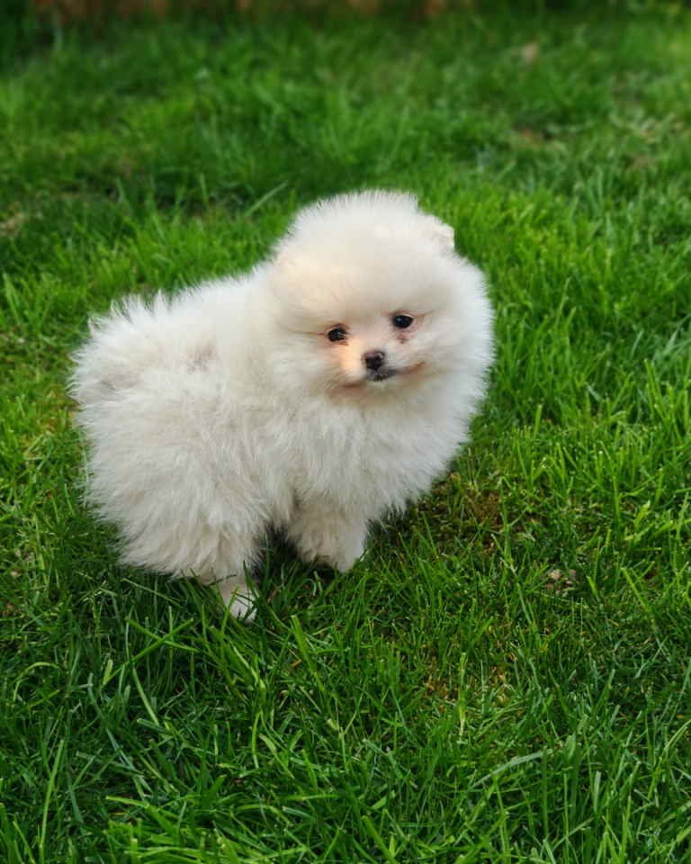 Pomeranski spic