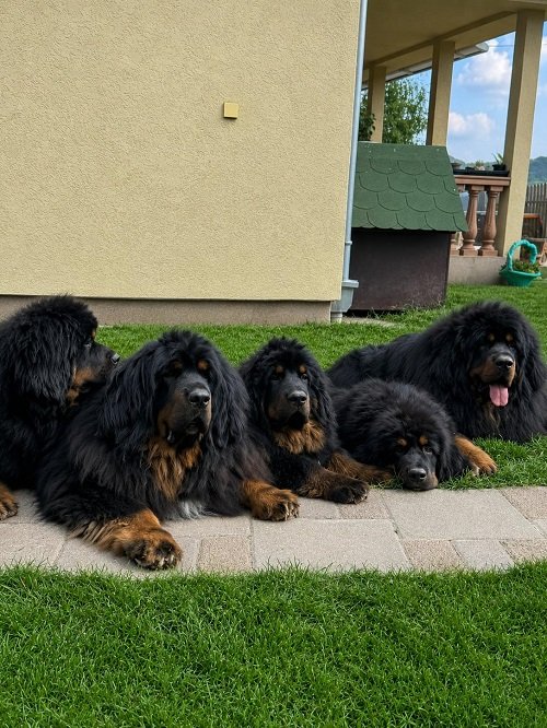 Tibetski mastif, štenci
