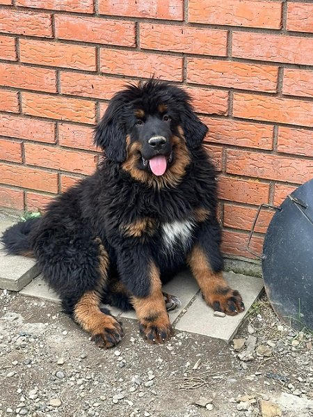 Tibetski mastif, štenci