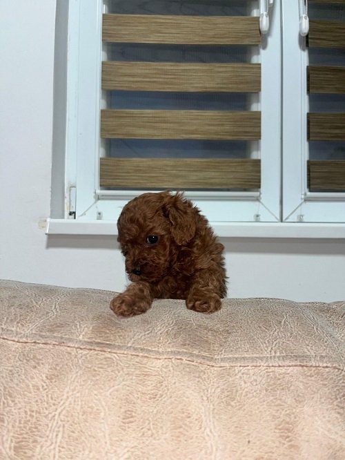 Toy pudlica