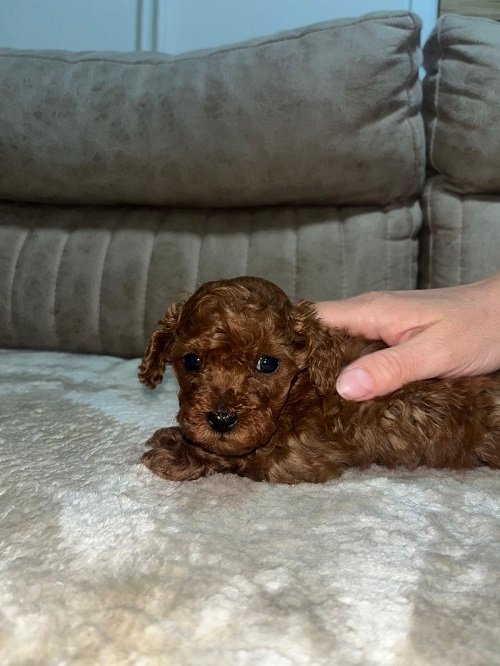 Toy pudlica