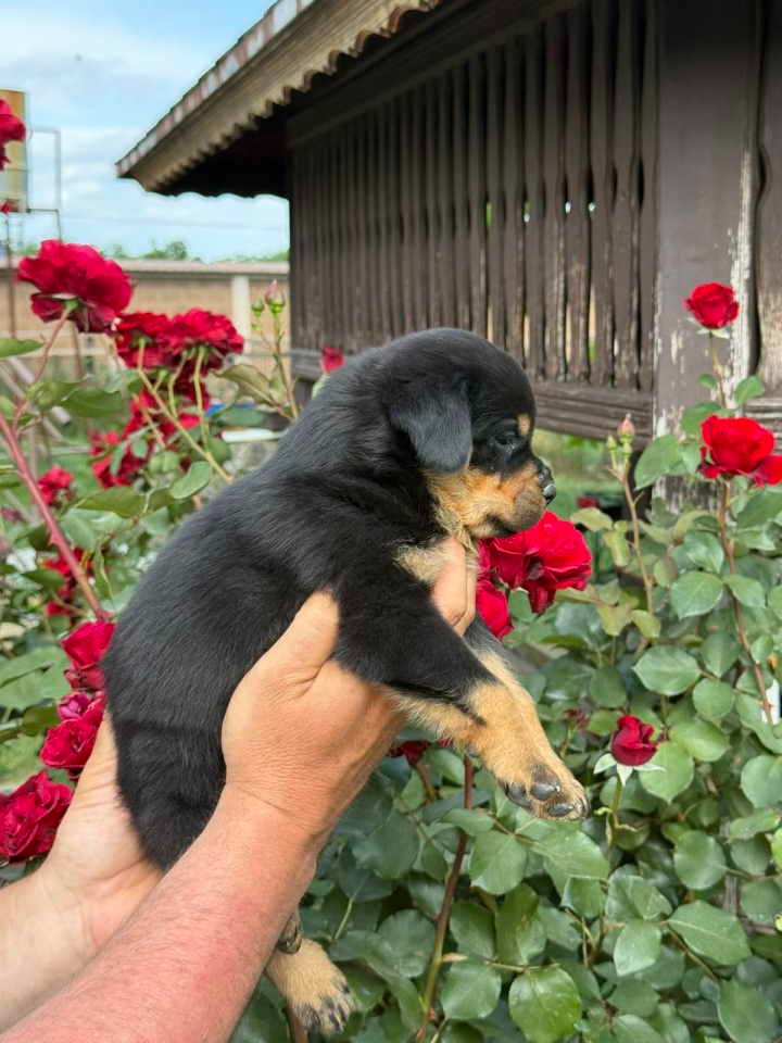 Stigli su naši mali rotvajleri!