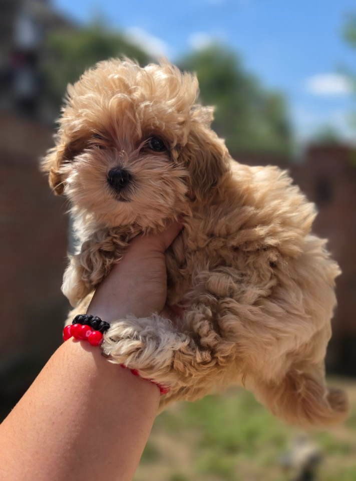 Maltipoo bebe