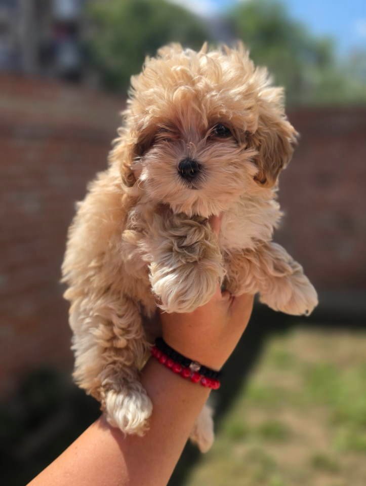 Maltipoo bebe