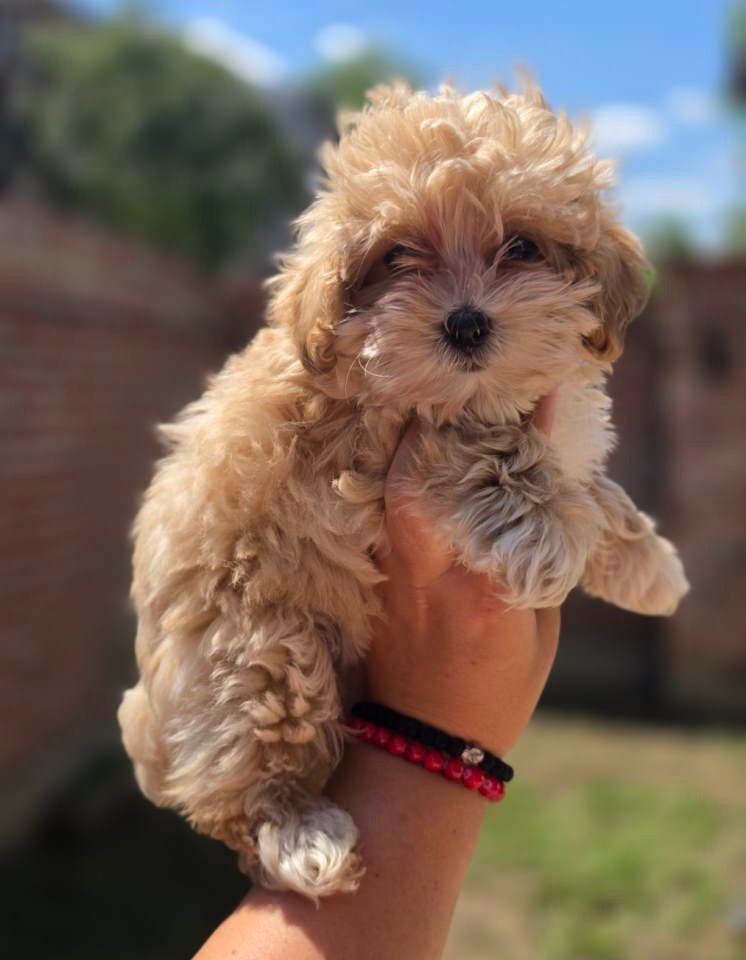 Maltipoo bebe