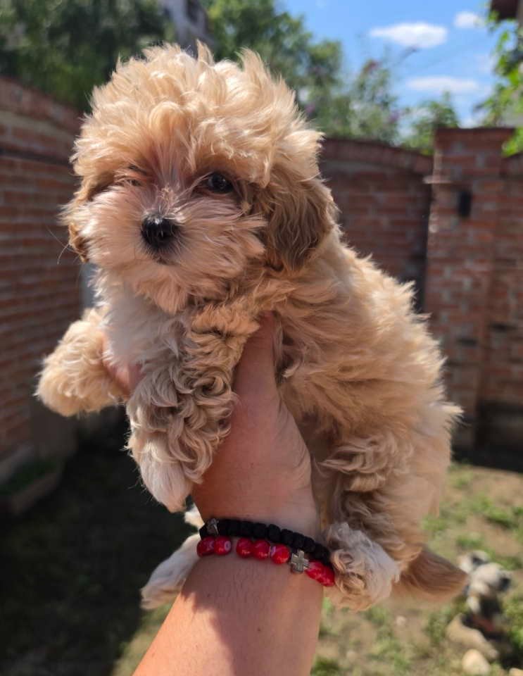 Maltipoo bebe