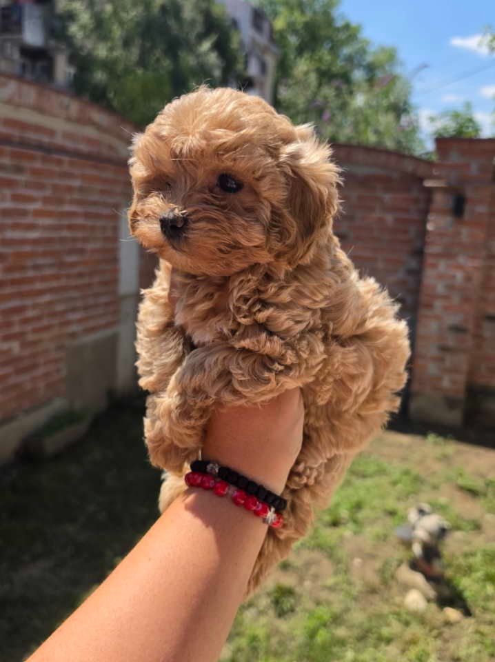 Maltipoo bebe