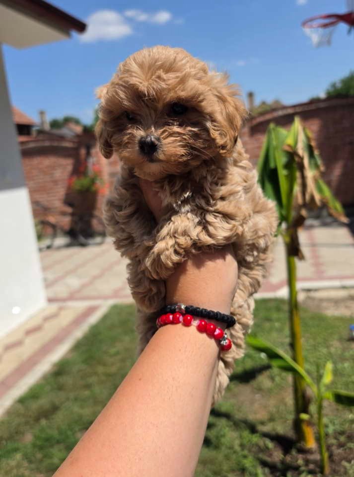 Maltipoo bebe