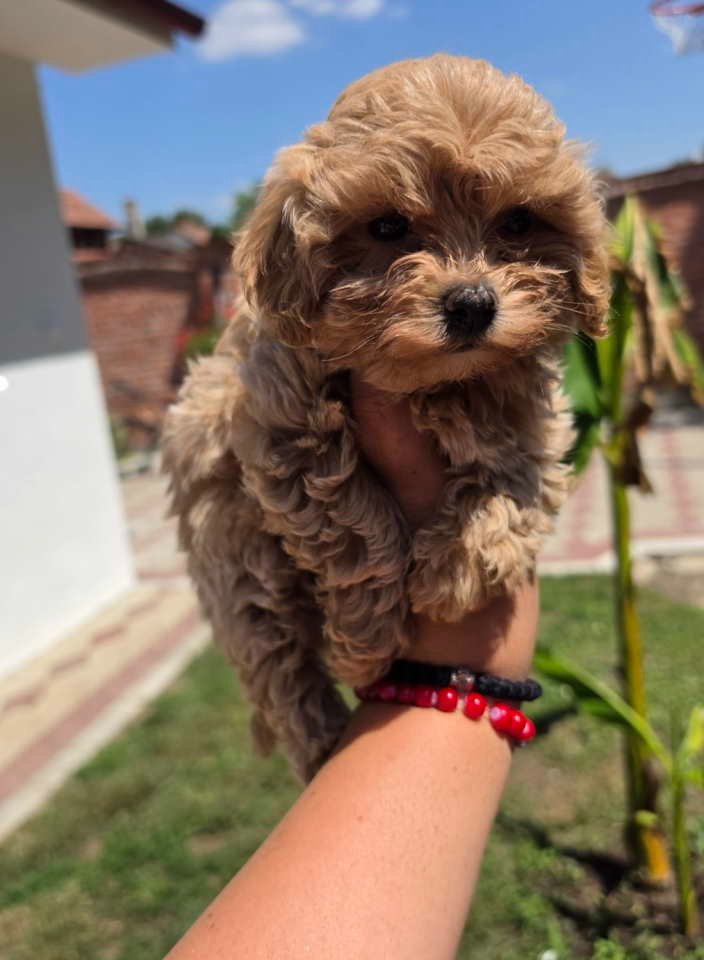 Maltipoo bebe