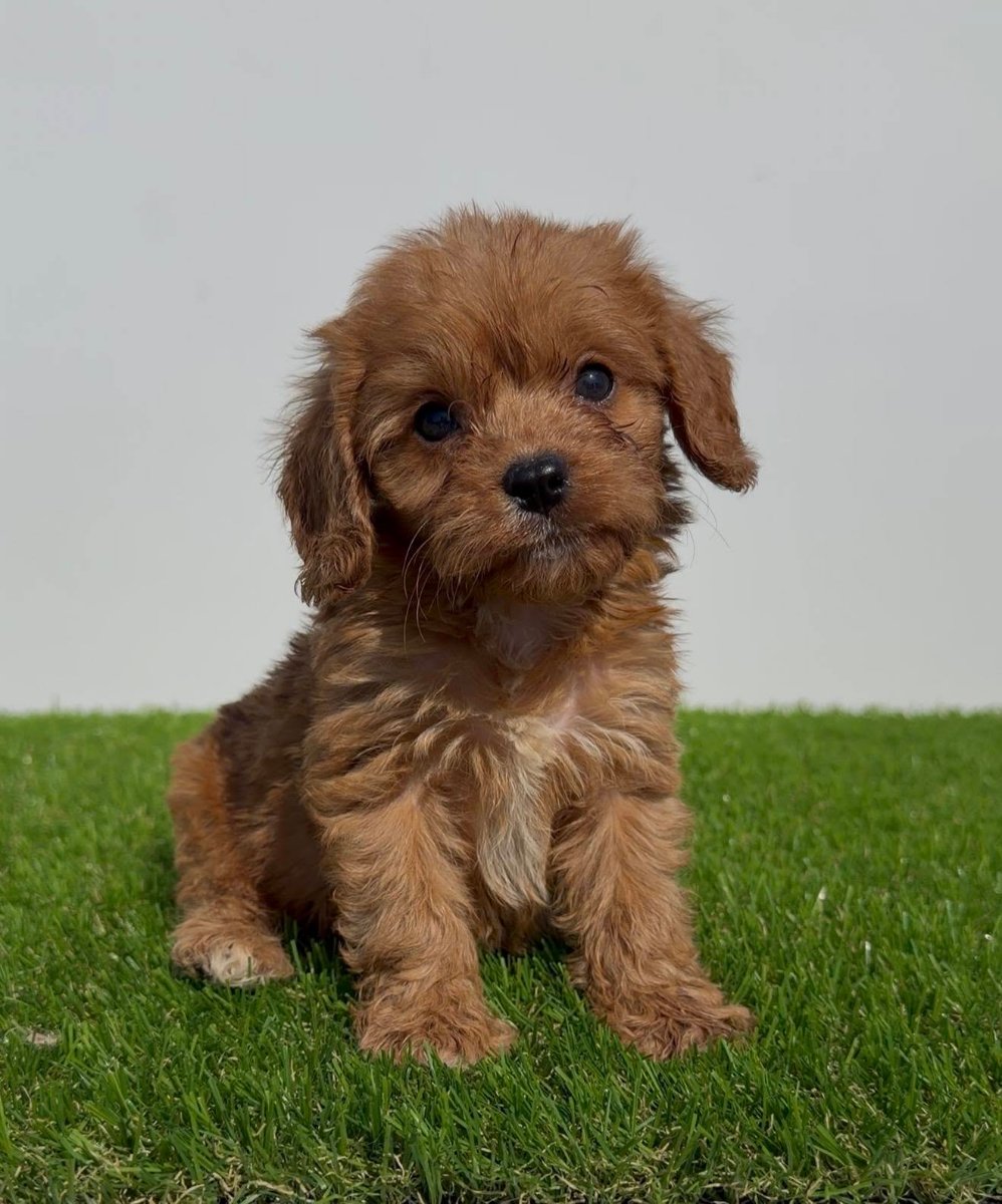 Cavapoo-Kavapu (cavalier king charles spaniel + pudla)