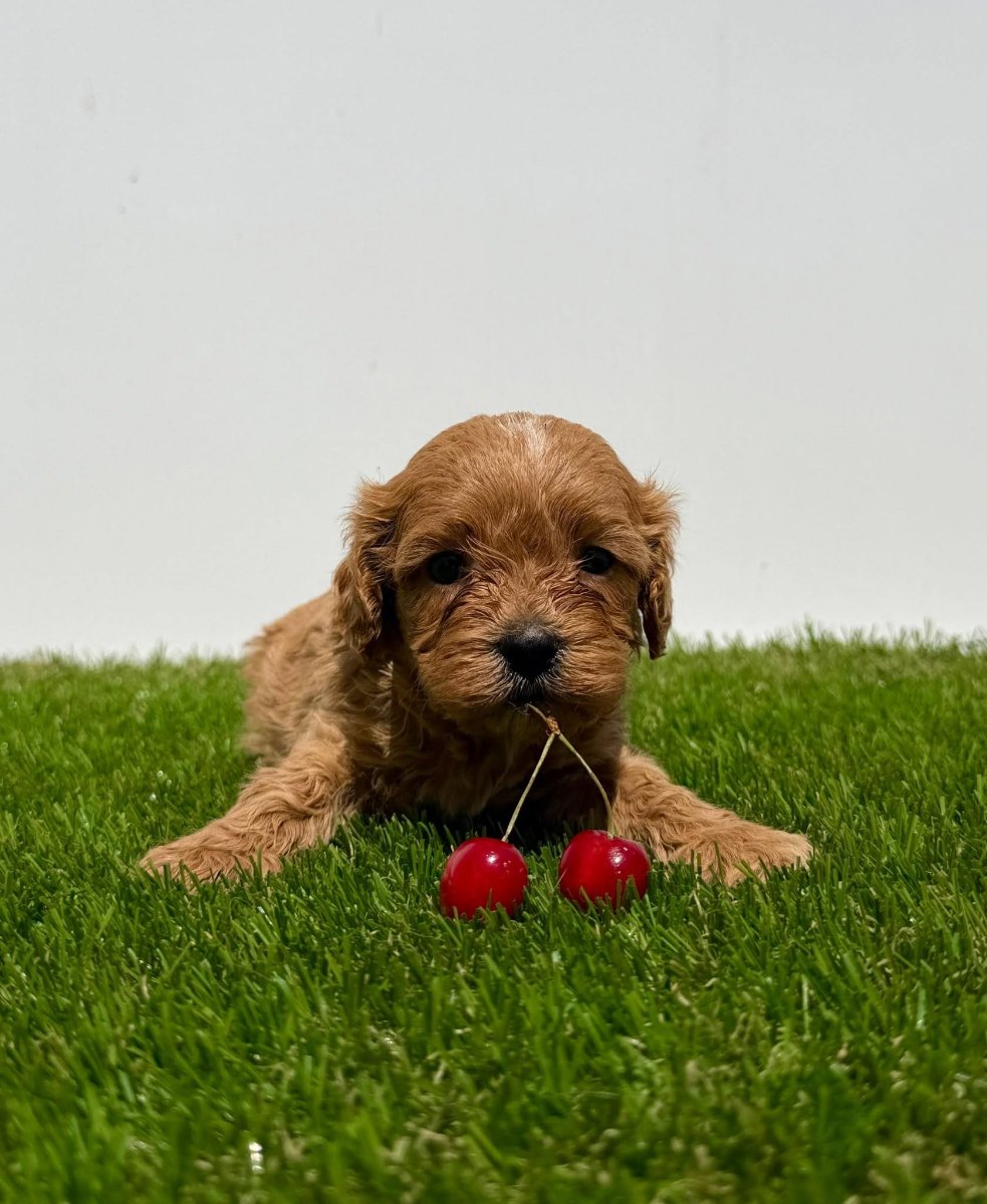 Cavapoo-Kavapu (cavalier king charles spaniel + pudla)