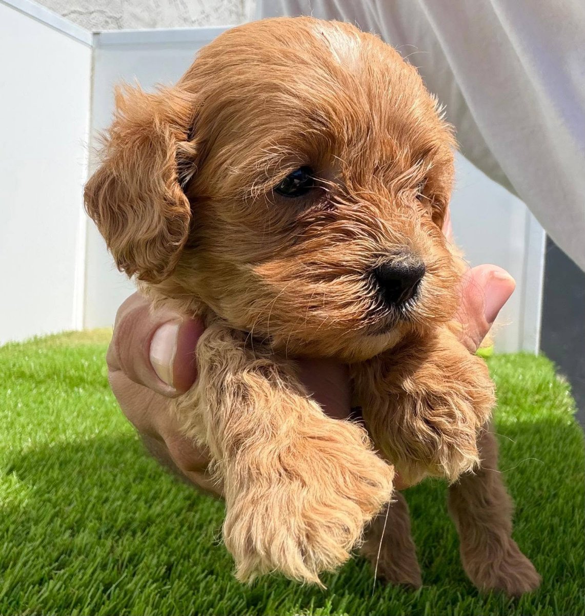 Cavapoo-Kavapu (cavalier king charles spaniel + pudla)