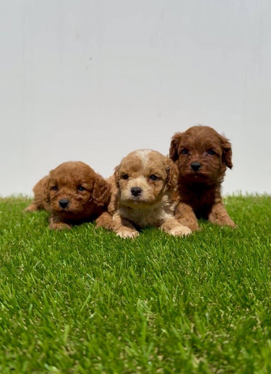 Cavapoo-Kavapu (cavalier king charles spaniel + pudla)