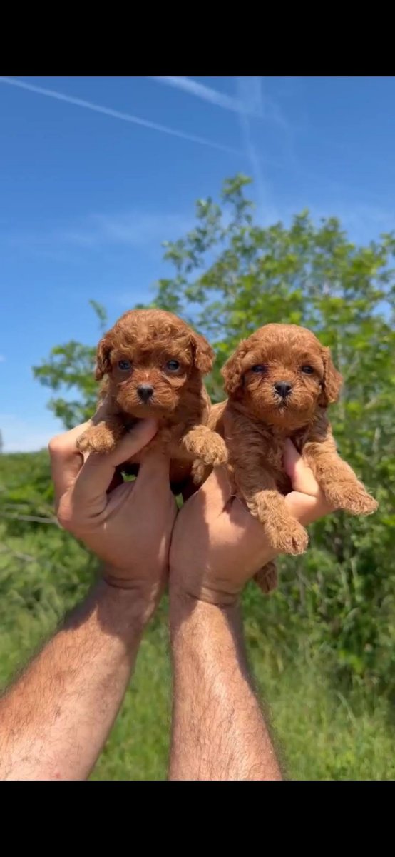 Cavapoo-Kavapu (cavalier king charles spaniel + pudla)