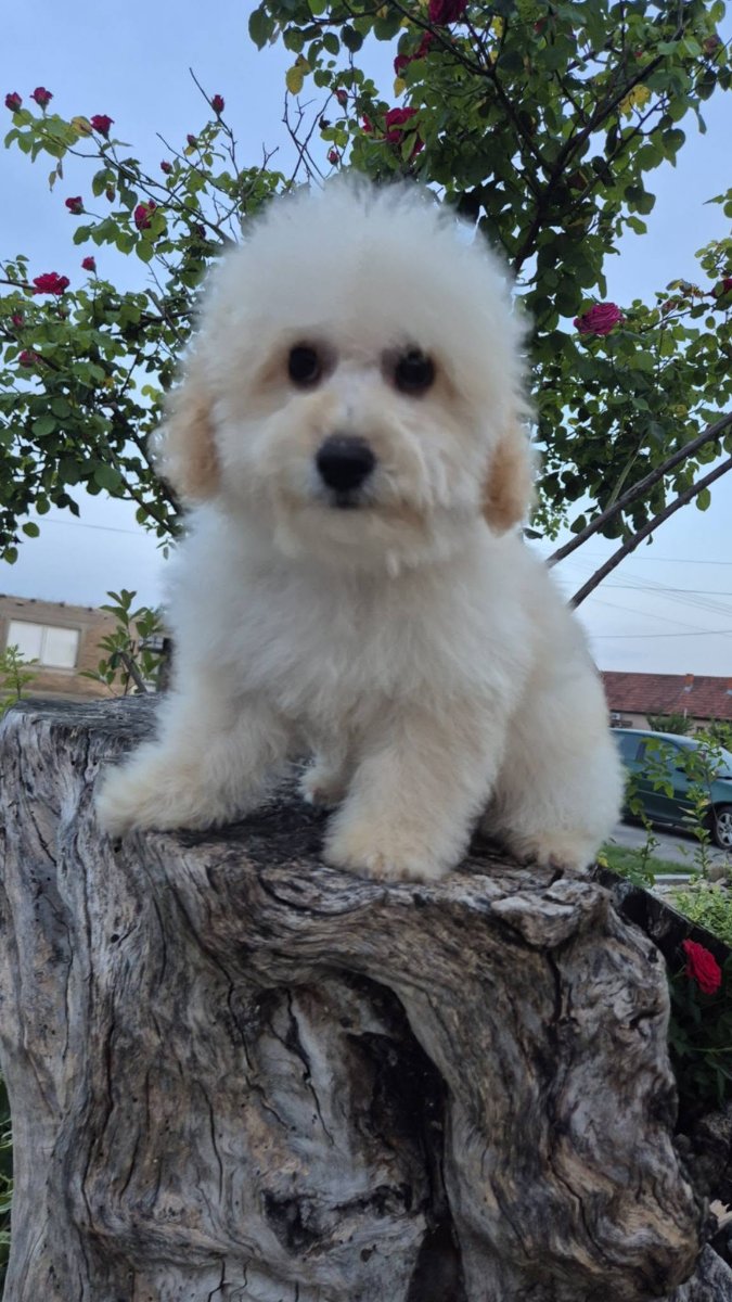 Pudle i maltipoo, prelepi štenci