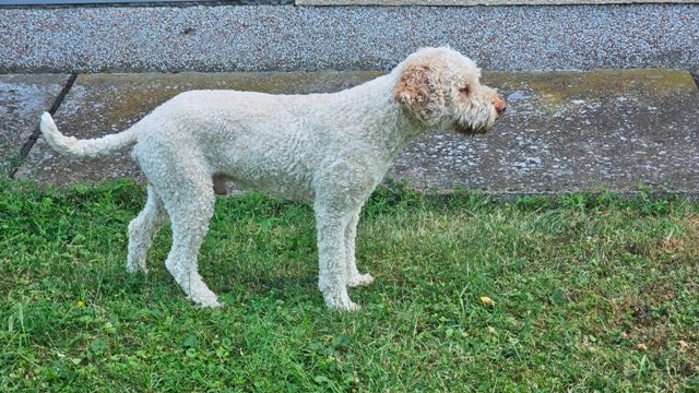 Lagotto Romagnolo, kvalitetni štenci