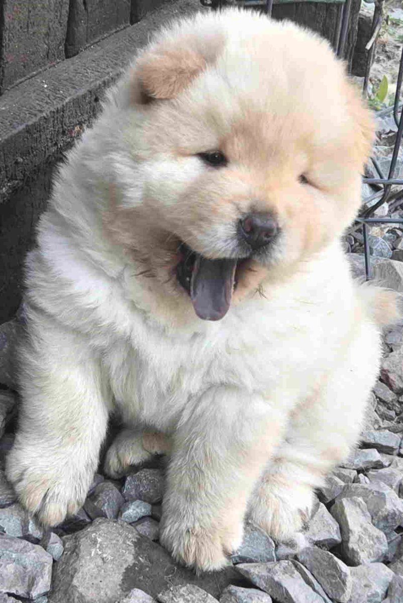 Chow chow prelepi krem stenci