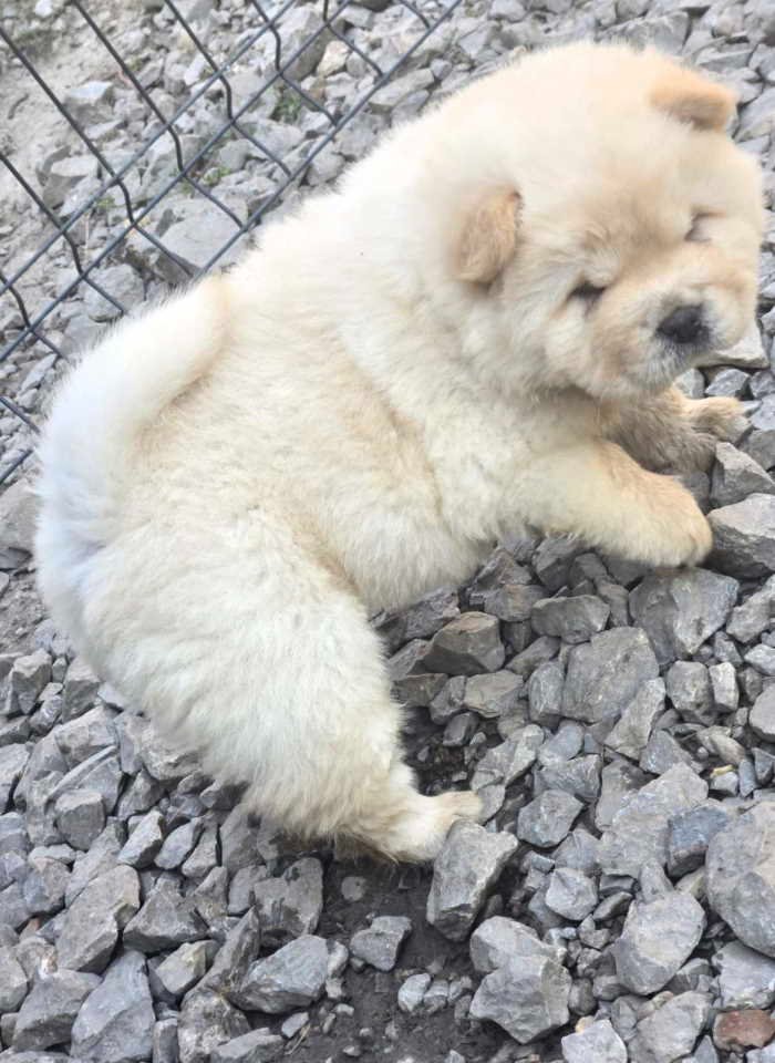 Chow chow prelepi krem stenci