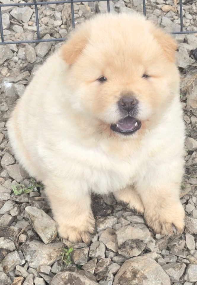 Chow chow prelepi krem stenci