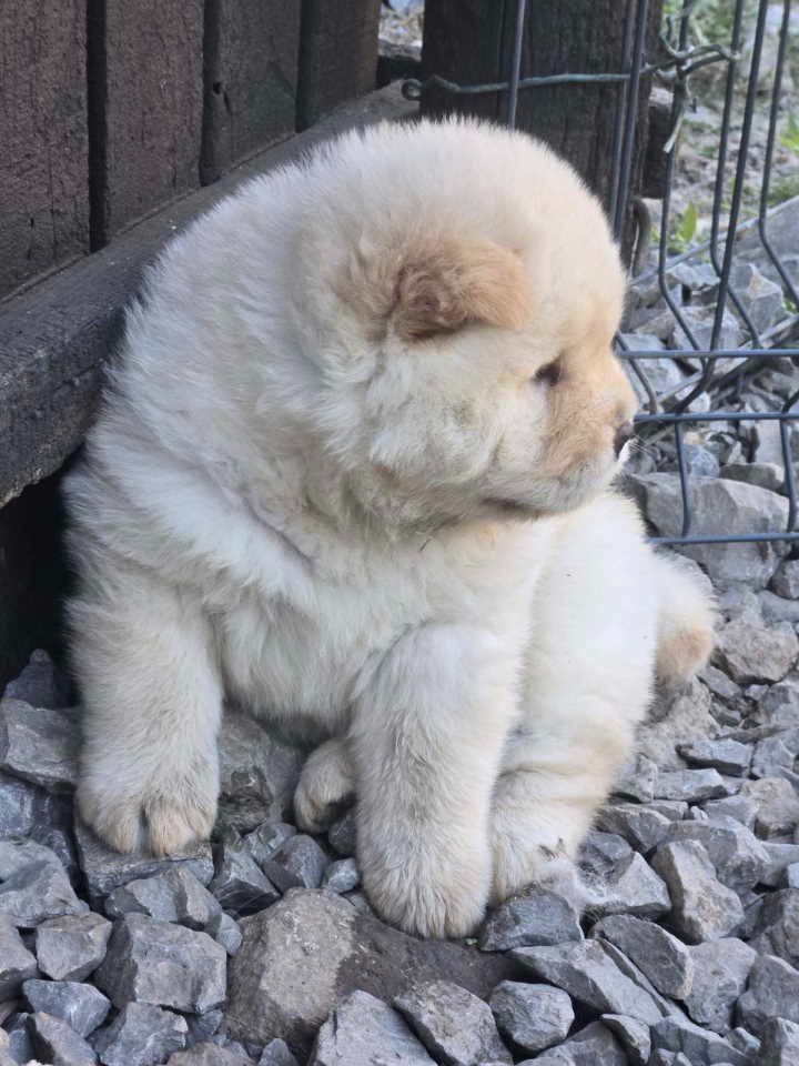 Chow chow prelepi krem stenci