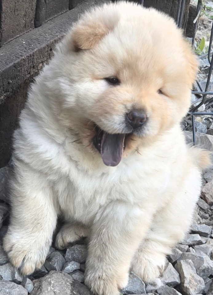 Chow chow prelepi krem stenci