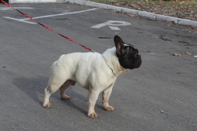 Francuski Buldog štenci