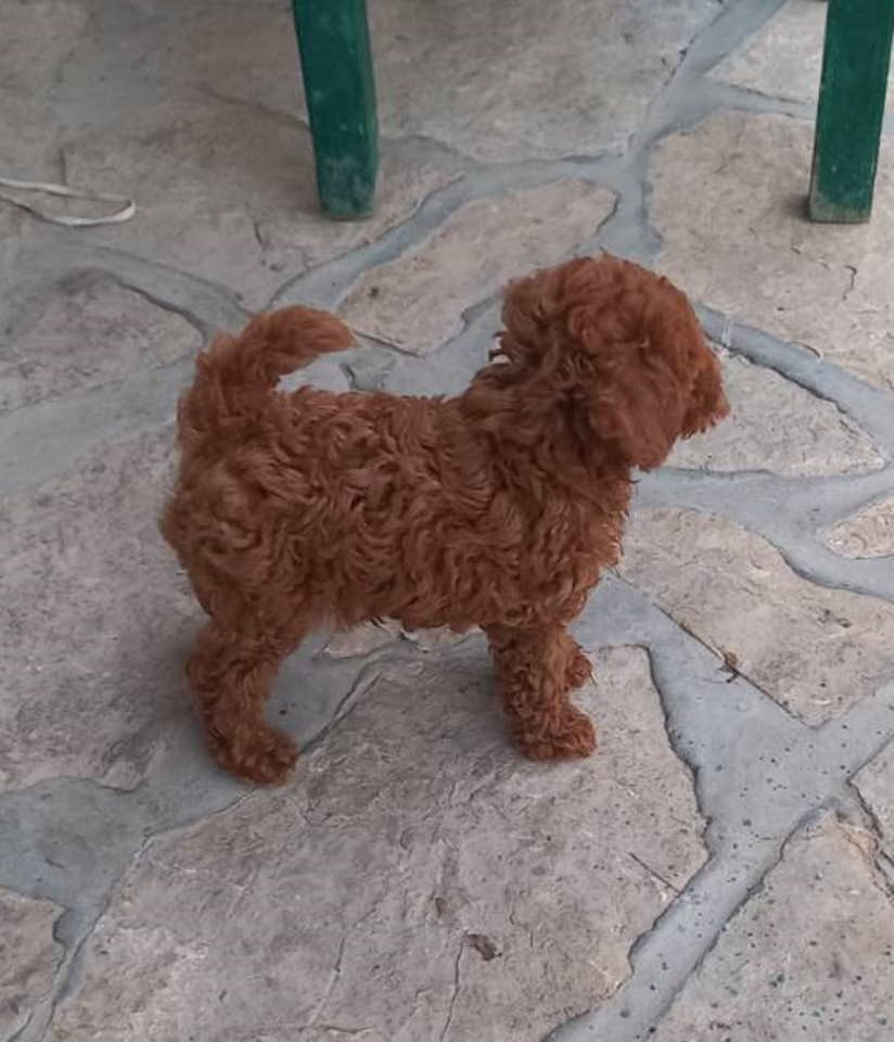 Crvena toy pudlica, žensko štene – staro 2,5 meseci